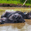 Asian Buffalo, Water Buffalo