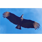 Black Vulture