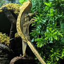 Crested Gecko