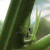 Buffalo treehopper Nymph