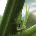 Buffalo treehopper Nymph