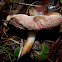 Marshmallow Bolete