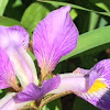 Purple Iris