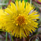 Coltsfoot