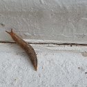 Fly bites a slug