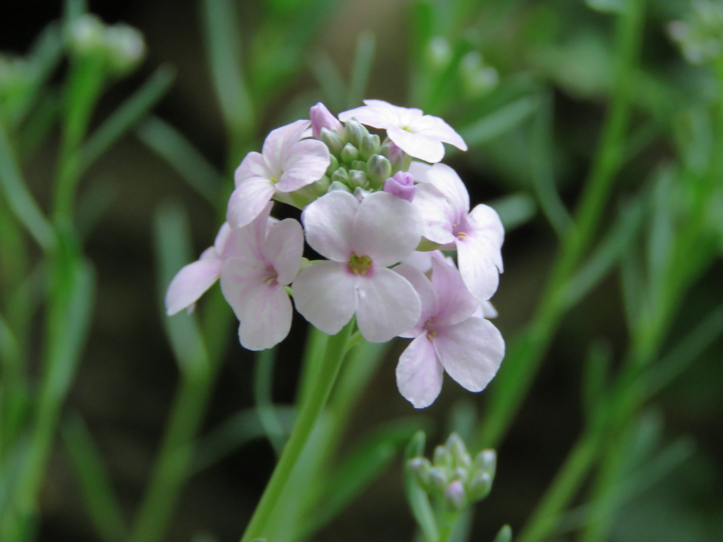 Pendant ce temps, dans le jardin de grigri... - Page 19 ZSdqslYinEb5jsB8BcceqkUsyt2Ppkgzkhz7tHy0dhVrxcjxOzU1eVYC1lP-ISUPs0yTGhu6db-pA8c8kvZk0aBsbnxv_em7ltbXnFhjE5Jb4KjMBfdUiBcA8KvNiC_ZXyMQzAAoJxo=w2400