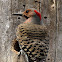 Northern Flicker Woodpecker (Yellow-shafted)