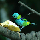 Green-headed Tanager