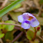 Wishbone Flower