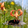 Black Swallowtail