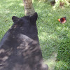 American black bear