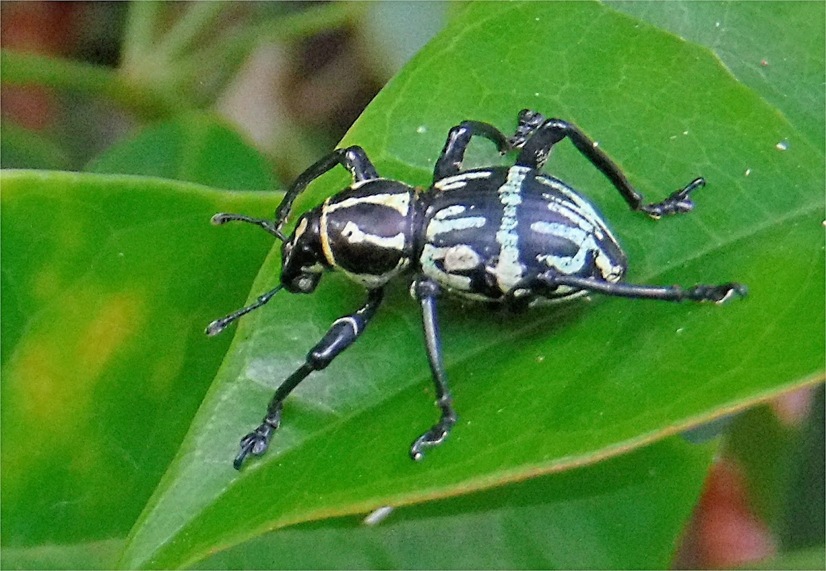 Shavrini Weevil