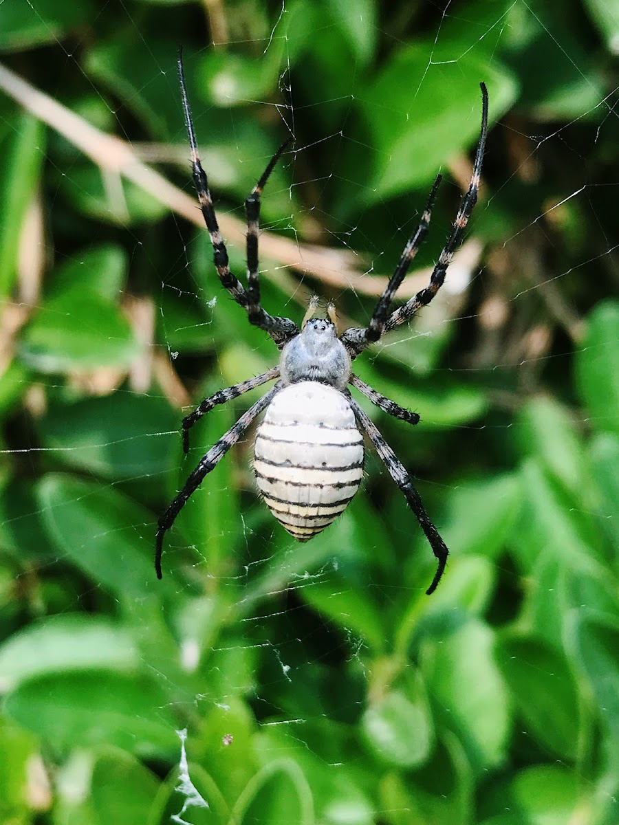 Banded Garden Spider