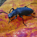 Darkling beetle