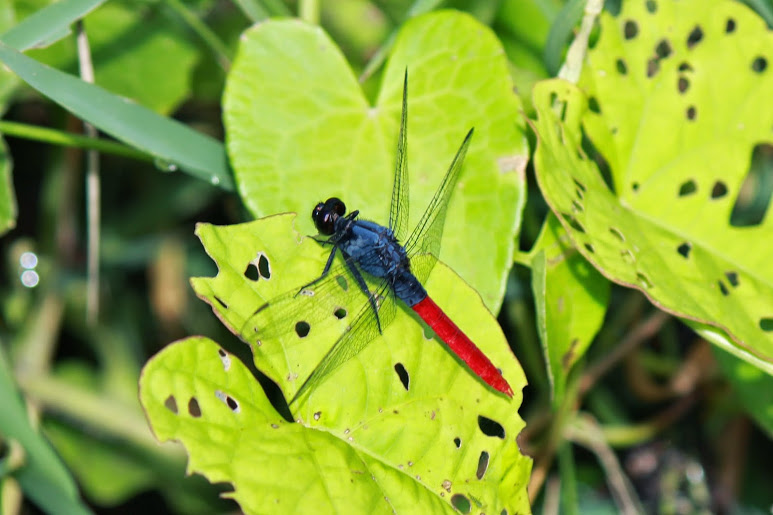 Flame-tailed Pondhawk