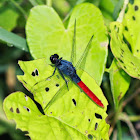 Flame-tailed Pondhawk