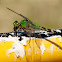 Eastern Pondhawk