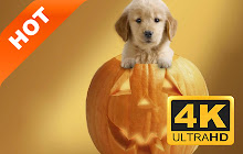 Cute Halloween New Tabs Pop HD Theme small promo image