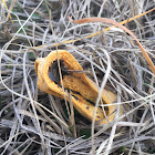 Columned Stinkhorn