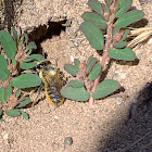 Leafcutter Bee