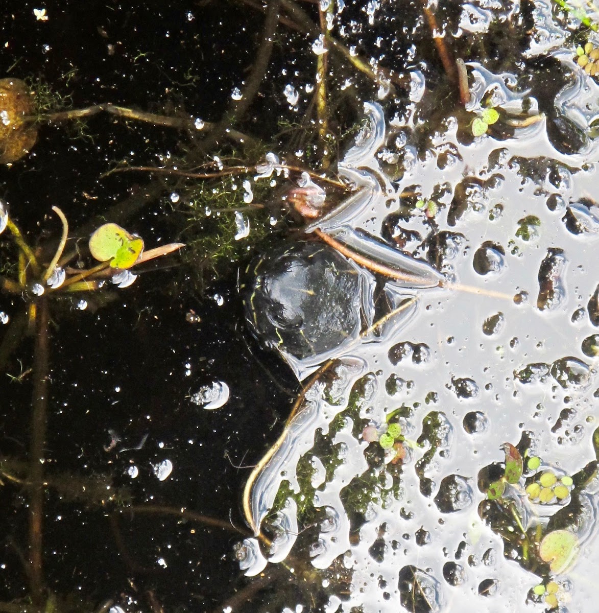 Florida Red-Bellied Cooter