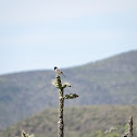 Black-throated sparrow (Gorrión de garganta negra)