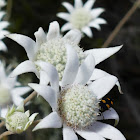 Flannel Flower