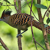 Matracão (Giant Antshrike) - Female