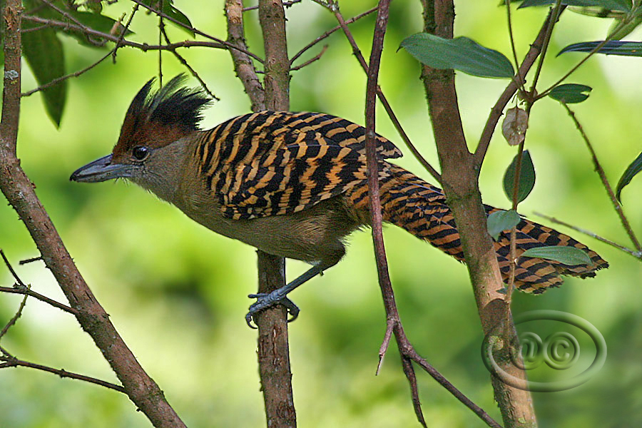 Matracão (Giant Antshrike) - Female