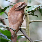 Sri Lanka Frogmouth