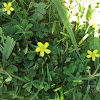 wood sorrel