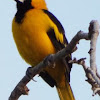 Hooded Oriole