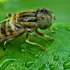 Big-headed Hoverfly