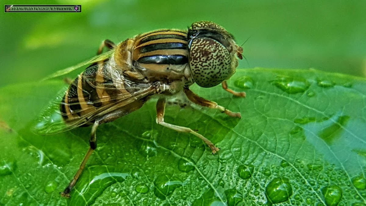 Big-headed Hoverfly