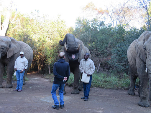 Elephants Rescue & Refuge South Africa 2017