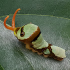 Snake Caterpillar