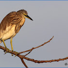 Indian Pond Heron