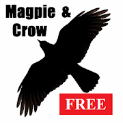 Magpie & Crow Calls