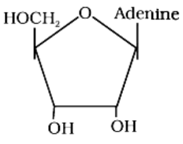 Nucleotides