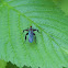 Long-tailed Dance Fly