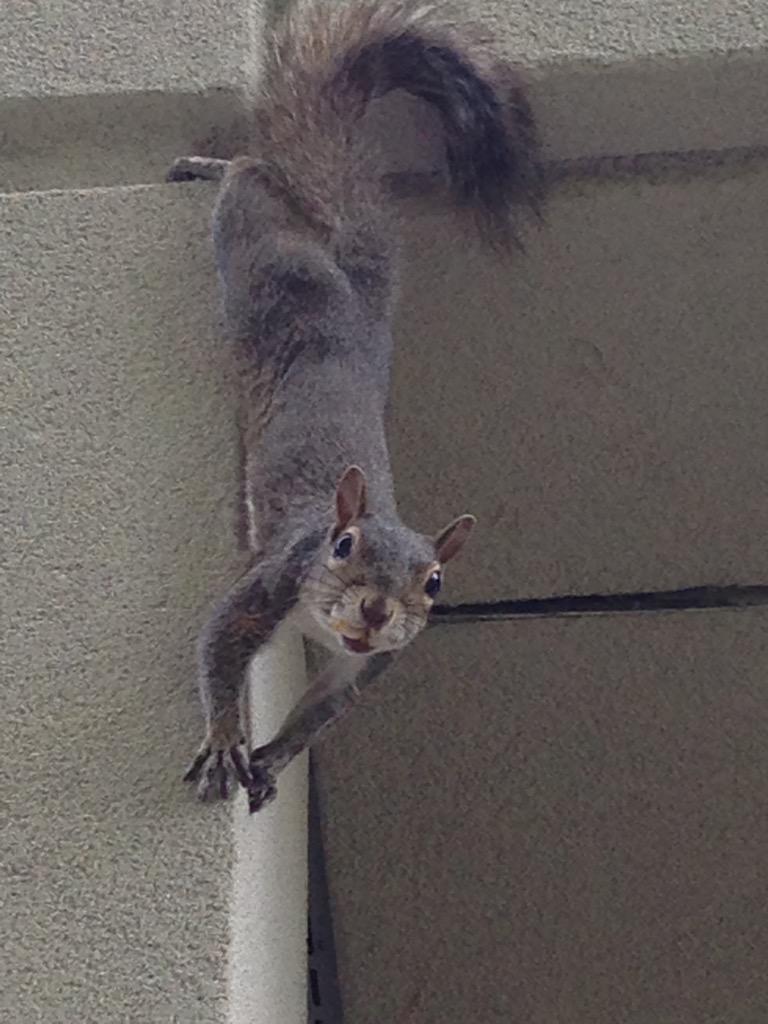 Eastern gray squirrel