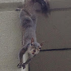 Eastern gray squirrel