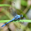 Eastern Pondhawk (male)