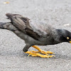 Javan Myna