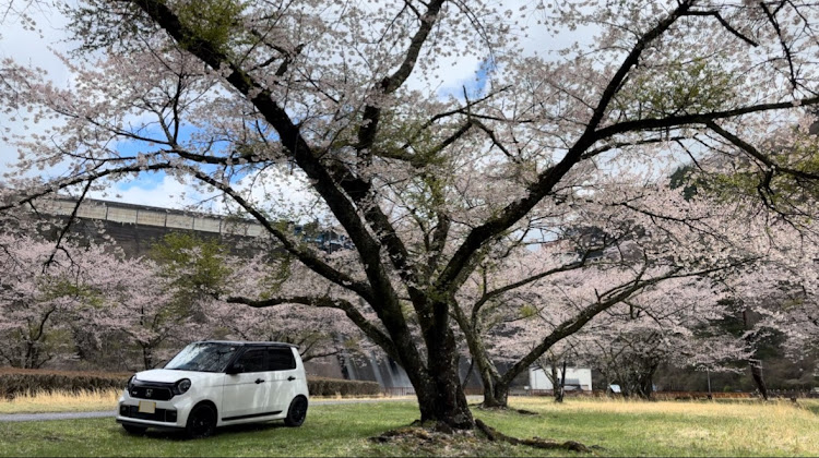 N-ONEの雨の日の1枚・N-ONE RS・ドライブ・桜と愛車・サクラと愛車に関するカスタム事例の投稿画像17枚目