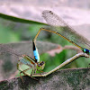 Senegal Golden Dartlet (mating)