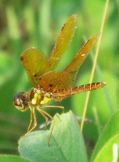 Eastern Amberwing