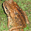 Cane Toad, Giant Neotropical Toad, Marine Toad