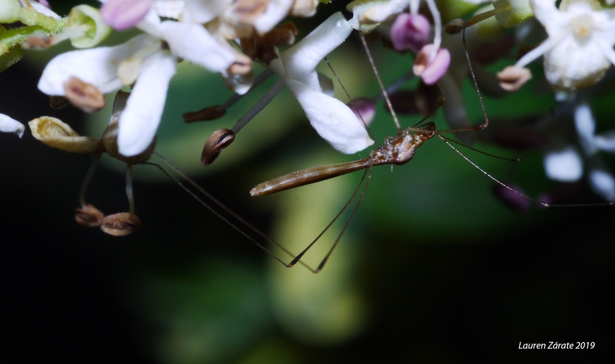 Stilt-legged Bug