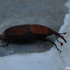 Red Palm Weevil